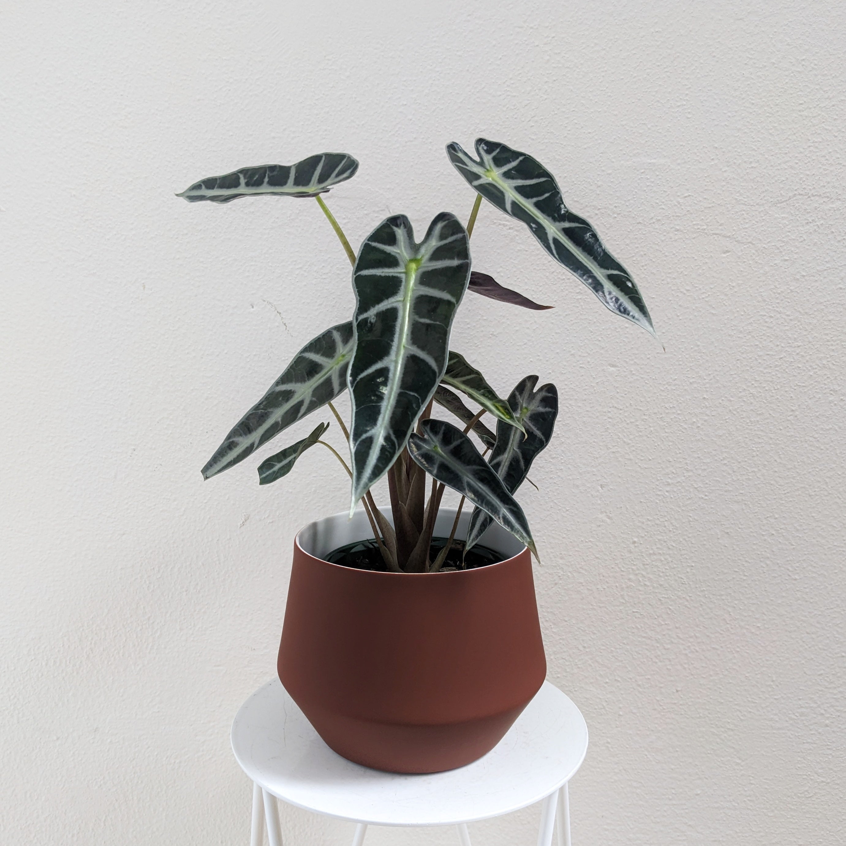 Alocasia lowii ‘Bambino' (Dwarf form) - 13cm pot